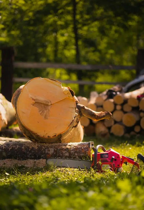 Tree being cut down